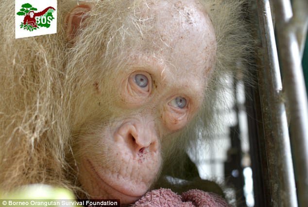 Orangotanto albino raro foi resgatado, depois de ter ficado preso