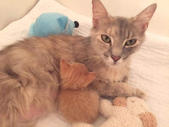 Gata mamã perdeu todos os filhotes, e foi «salva» por um gatinho órfão