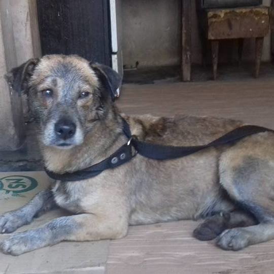 Cão encontrado coberto de alcatrão na Argentina, teve alguém que não desistiu dele