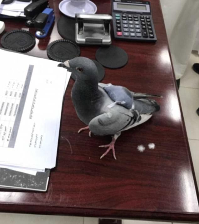 Este pombo foi &#8220;detido&#8221; por tráfico de droga