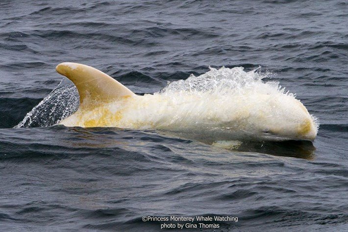 Golfinho albino raro foi filmado na Califórnia