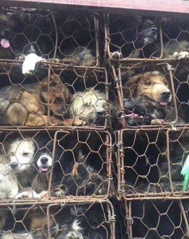 Activistas salvam 1000 cães que iam ser comidos no Festival de Yulin