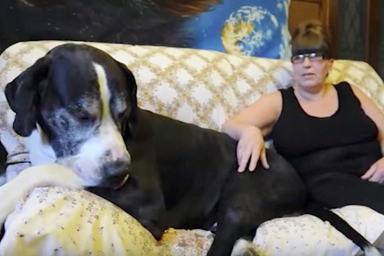 Casal adotou cachorro fofinho, mas 5 meses depois não acreditam no que ele se transformou