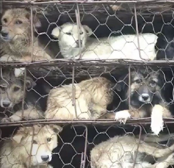 Activistas salvam 1000 cães que iam ser comidos no Festival de Yulin