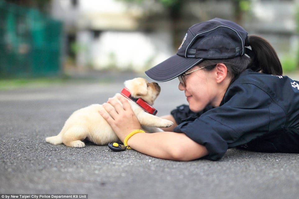 Este é o cão polícia mais fofo do mundo, e o vídeo derrete qualquer um