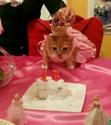 Família faz festa do 15º aniversário à sua gata, e as fotos viralizaram