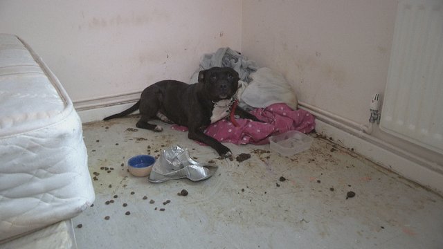 Cão abandonado, e atado a um radiador em casa, tanto &#8220;chorou&#8221; que alguém o salvou