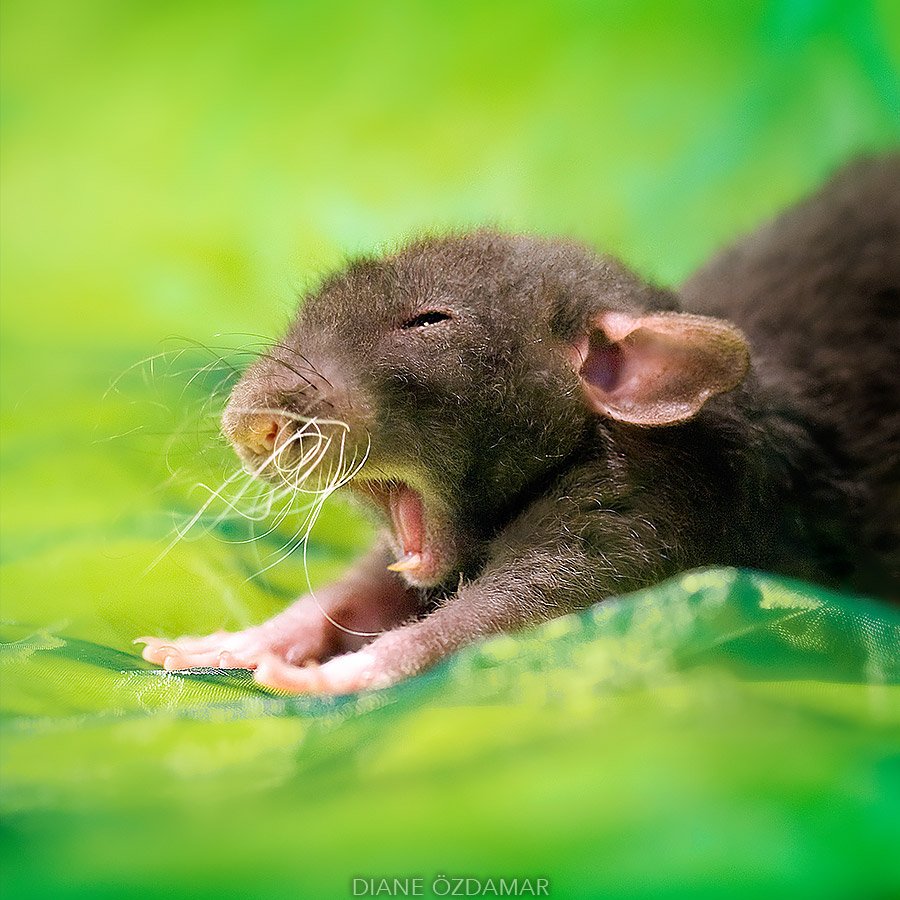 Passou anos a fotografar ratos para acabar com o preconceito, e o medo, em relação a estas fofuras