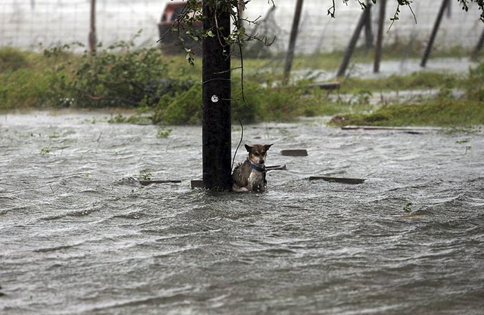 Na fuga ao furacão alguns deixaram os cães presos&#8230; e as fotos partem o coração