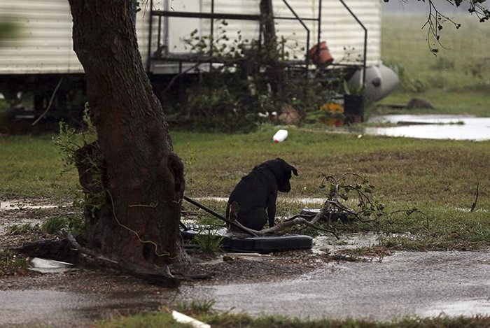 Na fuga ao furacão alguns deixaram os cães presos&#8230; e as fotos partem o coração