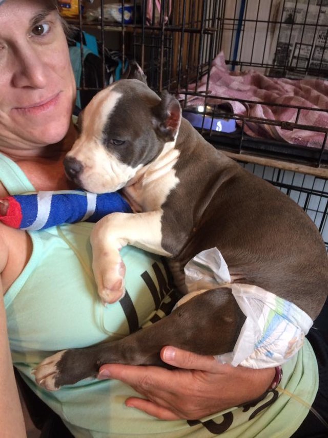 Ela dormiu no veterinário para confortar uma cadela que nem sequer conhecia