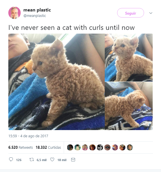 Um gato com pelo encaracolado? Este é descendente de uma gata resgatada, e está a derreter a internet!