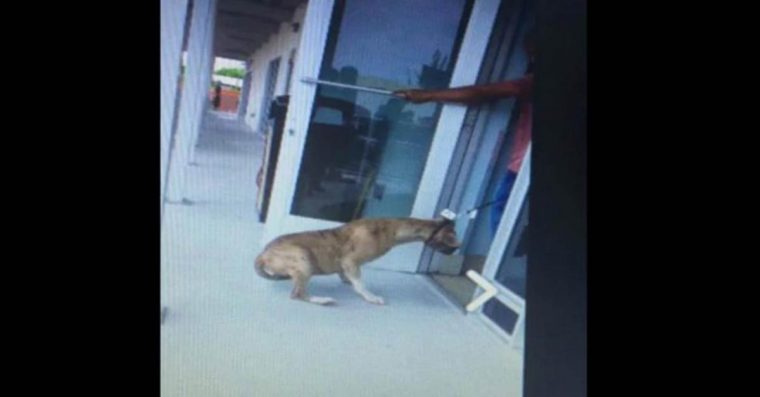 Cão de coração partido recusa entrar no abrigo onde a dona o ia deixar