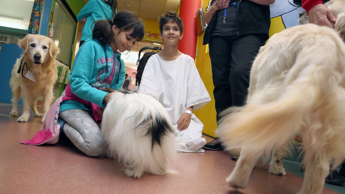 Hospital de Madrid abre as portas aos cães das crianças internadas