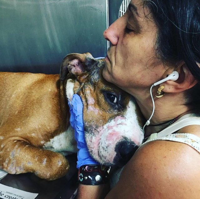Cão abandonado, coberto de cicatrizes, recebe amor e carinho pela primeira vez
