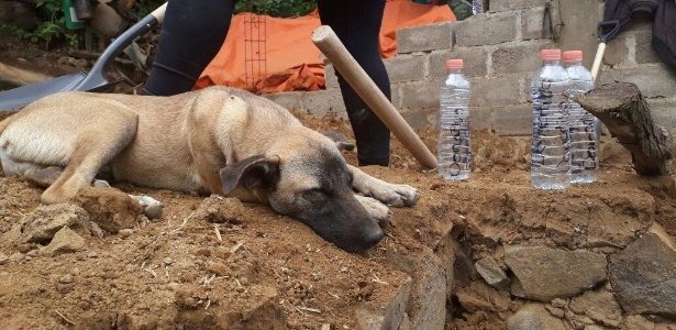 Jacinto, o cão que espera pelo dono que faleceu no terramoto no México