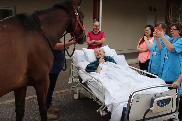 Doente realiza último desejo: ter a visita de um cavalo. O video emociona qualquer um