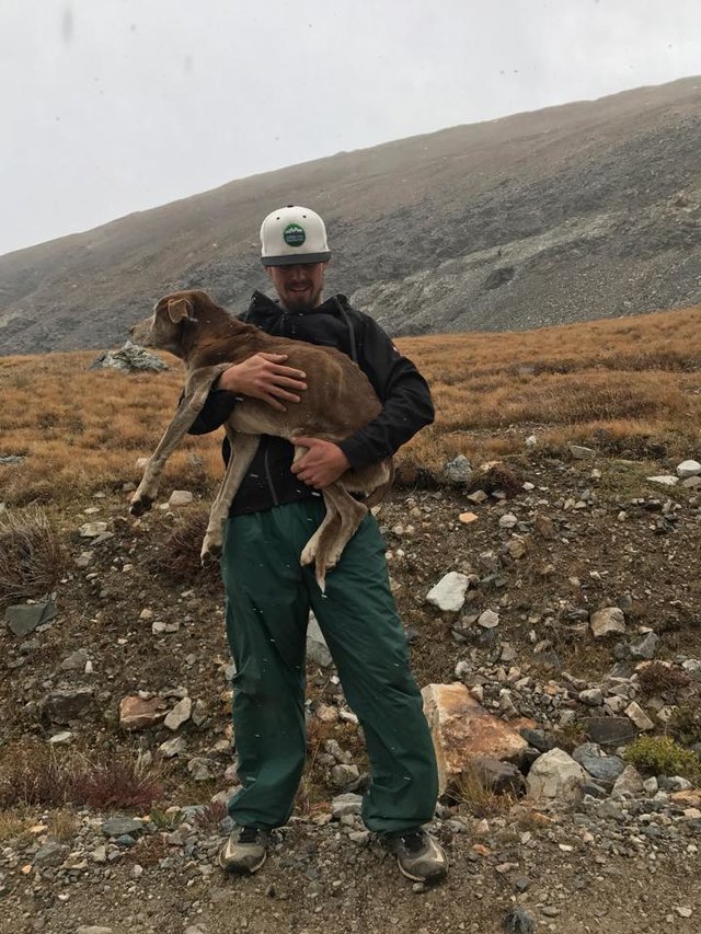 Grupo de montanhistas salvaram cadela que estava perdida numa montanha há 6 semanas