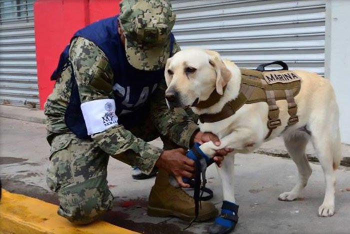 Cadela de resgate, que já salvou 52 vidas, está no México para ajudar a salvar ainda mais