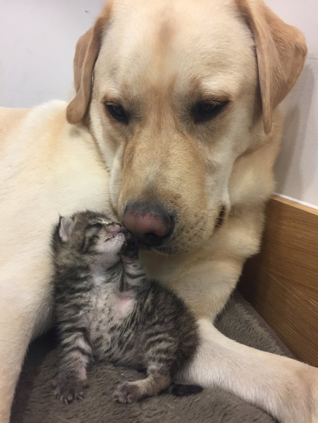 Labrador adotado conforta gatinha que tinha acabado de perder a família…