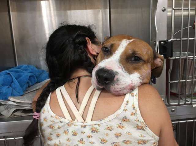 Cão abandonado, coberto de cicatrizes, recebe amor e carinho pela primeira vez