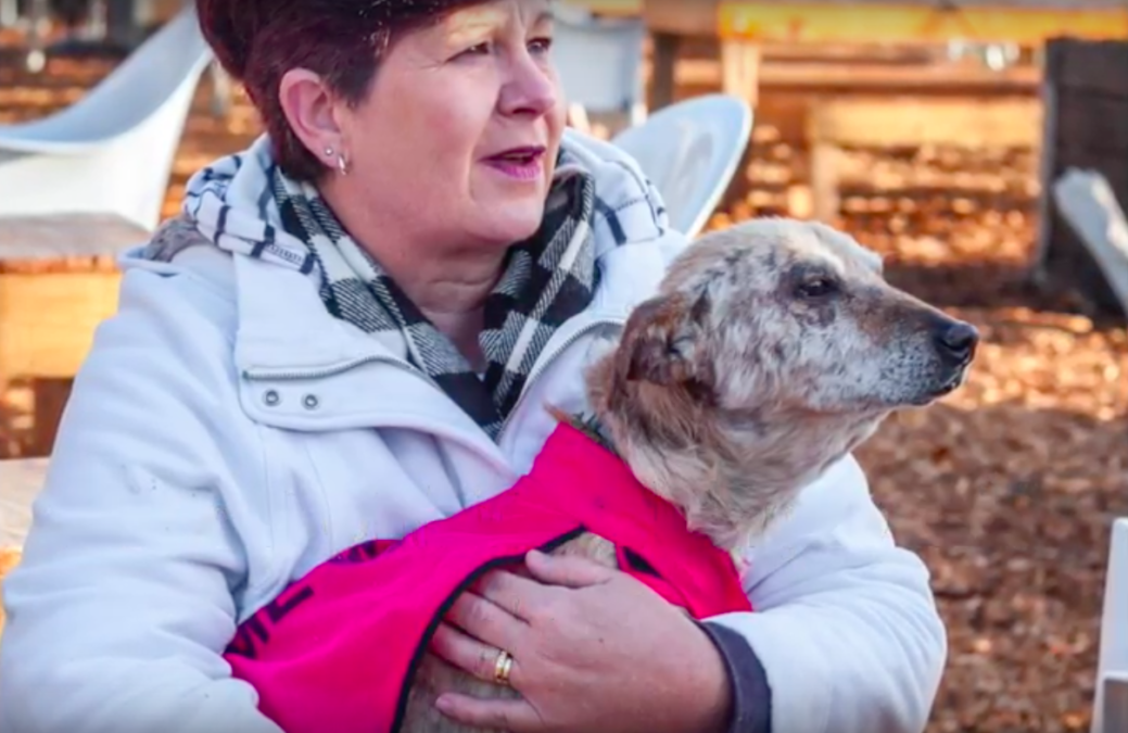 Cão de rua idoso ia ser abatido, mas o veterinário teve uma ideia que mudou tudo