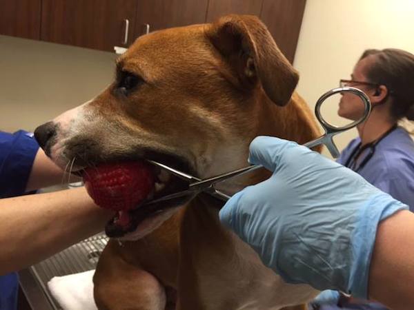 Veterinário alerta donos para perigo de brinquedo comum, e que tirou a vida a este cão