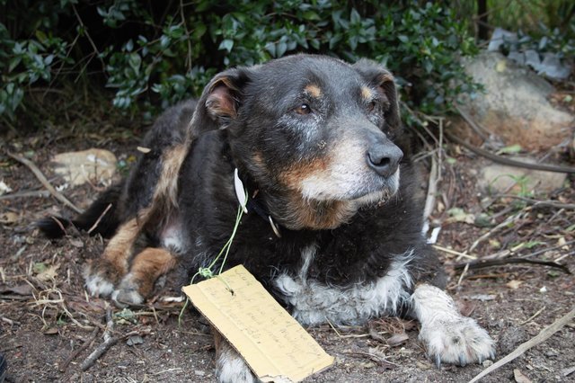 Cão &#8220;herói&#8221; desapareceu, e quando regressou a família encontrou uma mensagem comovente