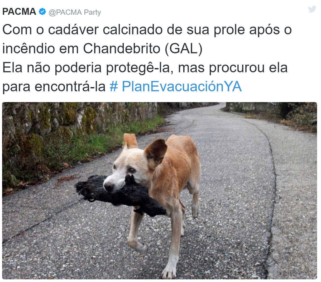 Foto de cadela a carregar a cria morta, na boca, está a emocionar Espanha