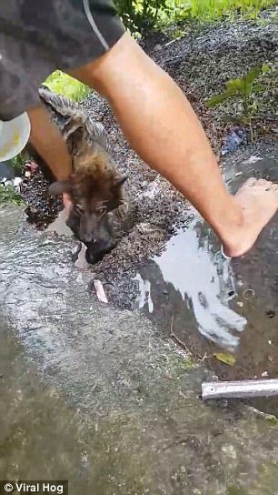 Cadela mamã salva cachorros que caíram num buraco com água, num vídeo emocionante