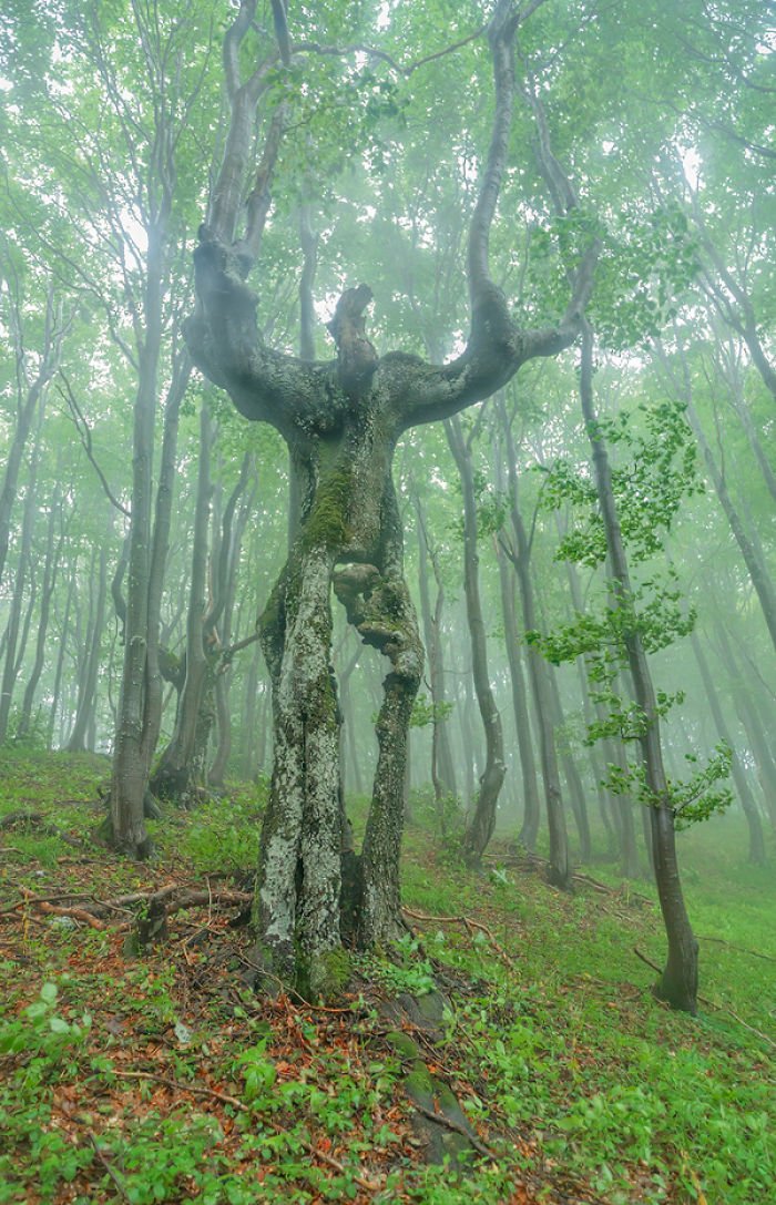15 árvores tão estranhas que vais ter que olhar duas vezes para acreditar