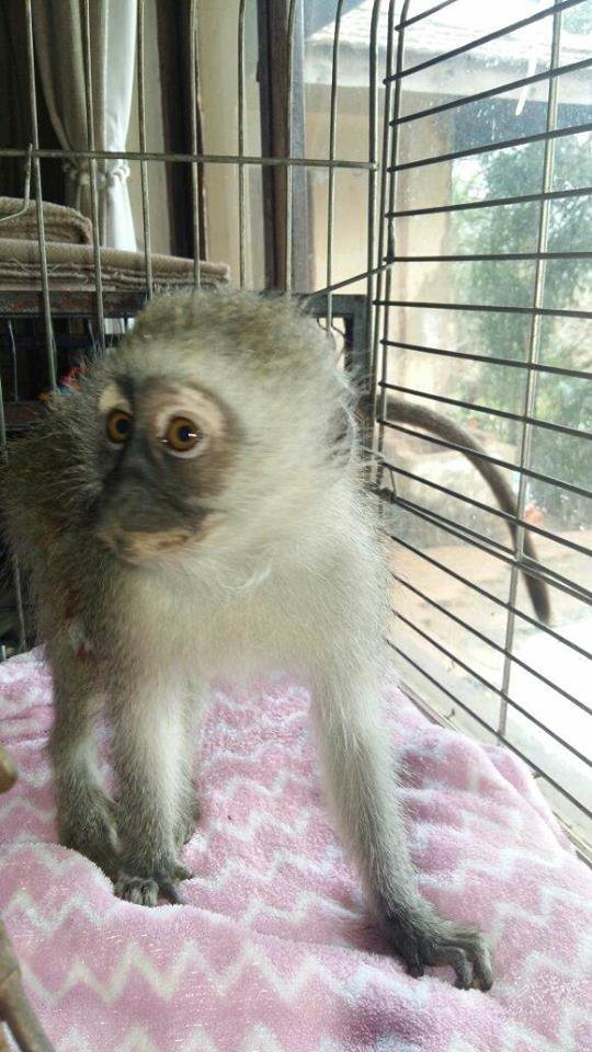 Papás macacos têm reacção emotiva quando revêm o seu filhote, desaparecido há 3 semanas