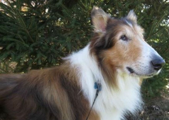 Abandonam cão com 16 anos, e o motivo absurdo impressionou quem trabalha no abrigo