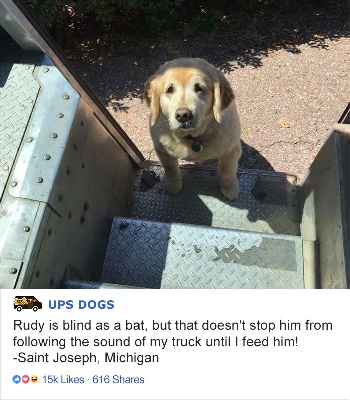 Funcionários da UPS mostram encontros que têm com cães nas viagens, e as fotos derretem a web