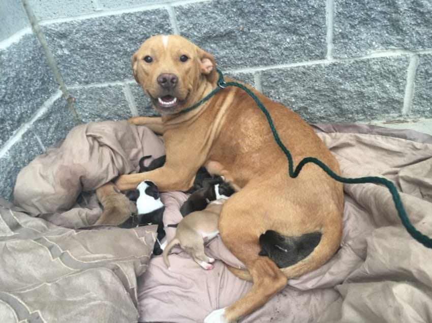 Pitbull deu à luz 10 crias e foi deixada à porta de um abrigo, até que o improvável aconteceu