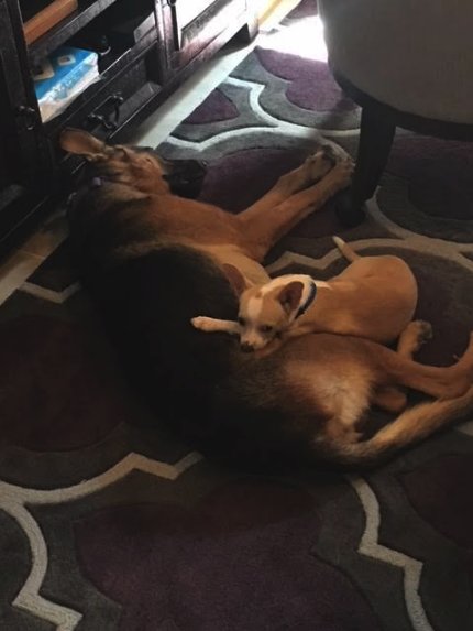 Chihuahua deitou-se em cima do melhor amigo, doente, só para o reconfortar