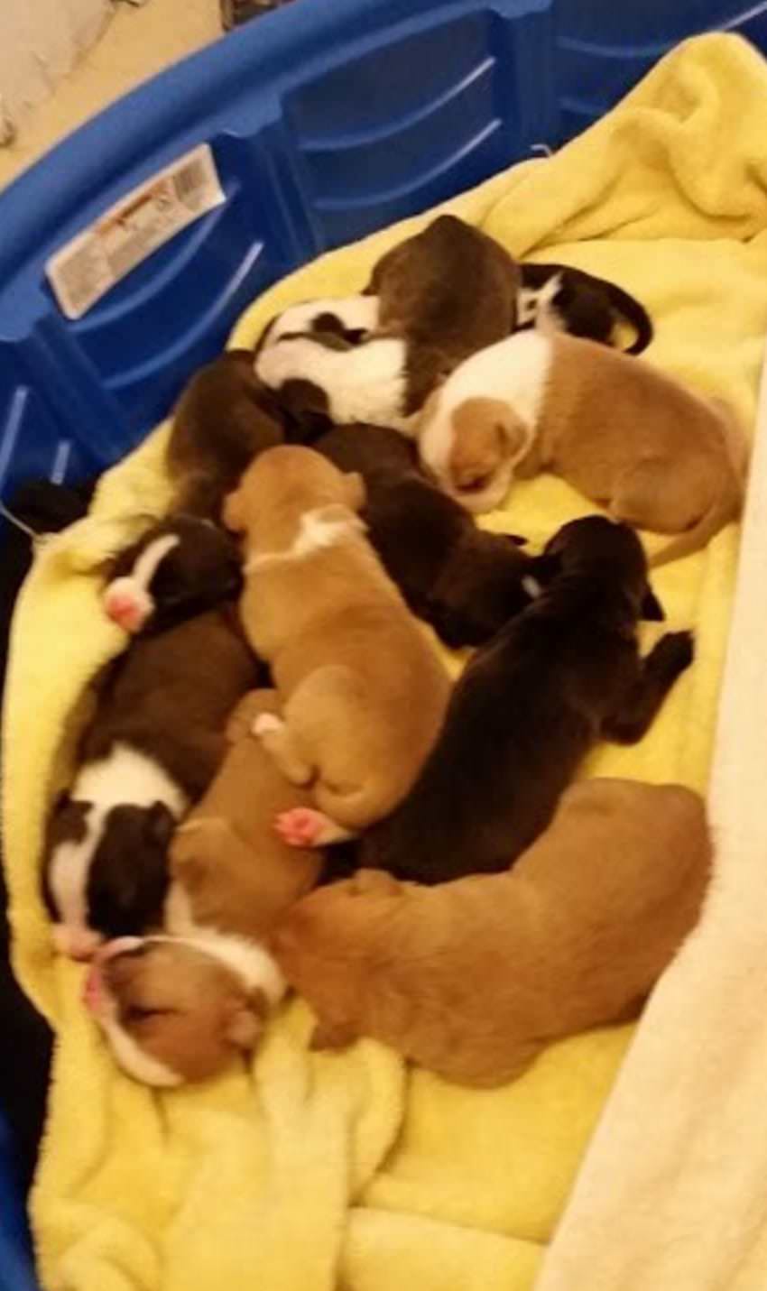 Pitbull deu à luz 10 crias e foi deixada à porta de um abrigo, até que o improvável aconteceu