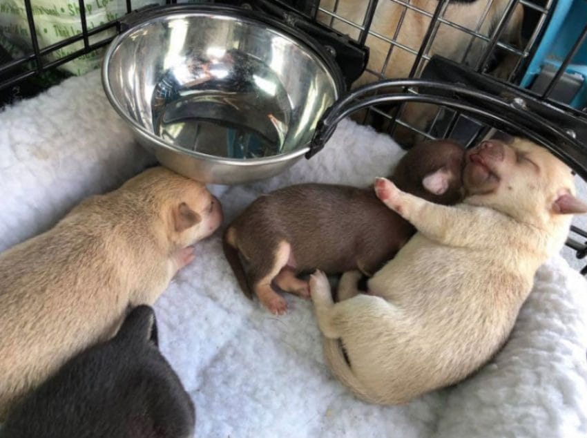 Cadela de rua deu à luz 6 cachorrinhos durante os incêndios na Califórnia