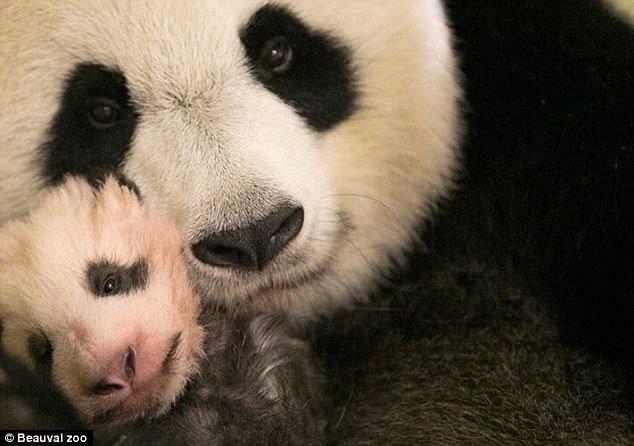 Panda bebé dá os primeiros passos, e o vídeo derrete as redes sociais