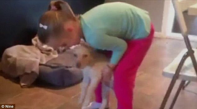 Ladrões devolveram cadela labrador a menina de quatro anos, e o reencontro foi adorável