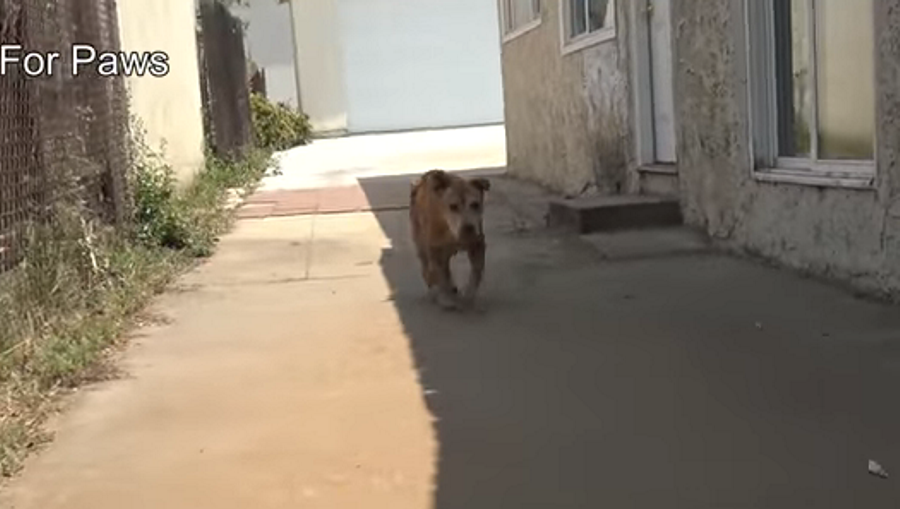 Cão deixado para trás por família, esperou por eles um ano à porta de casa