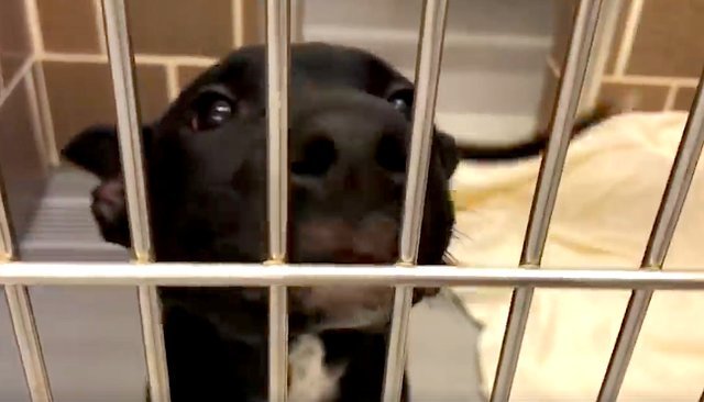 Vídeo prova que adotar um animal é a melhor coisa que podes fazer neste Natal