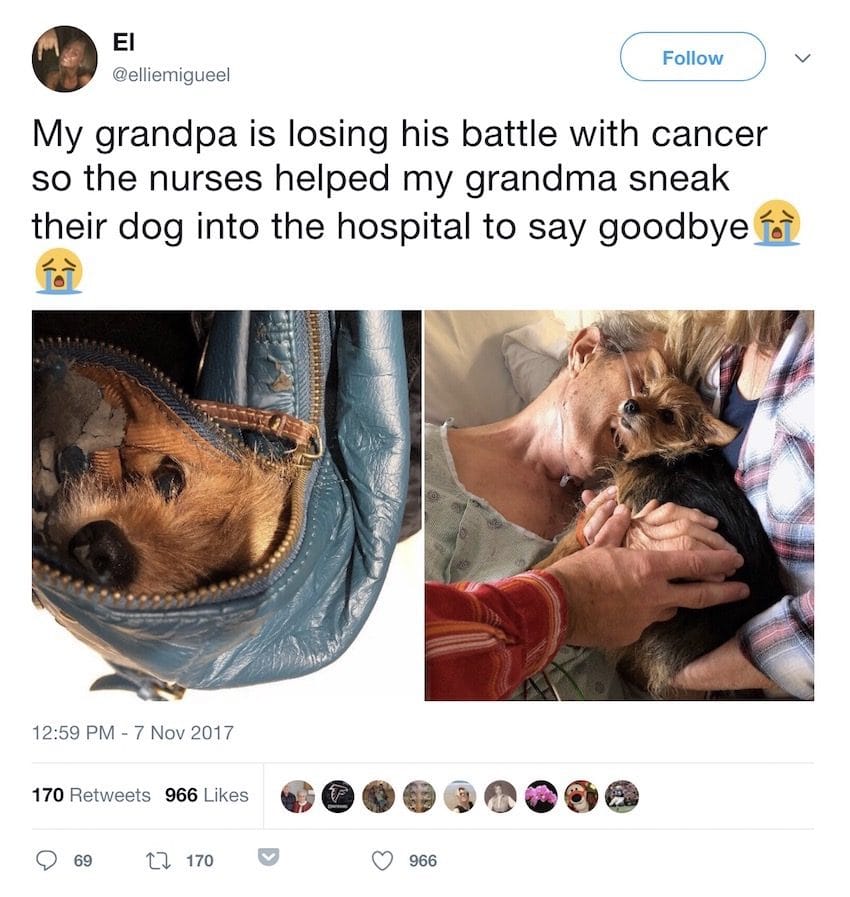Enfermeira ajudou a levar o cão para se despedir do dono, doente terminal num hospital