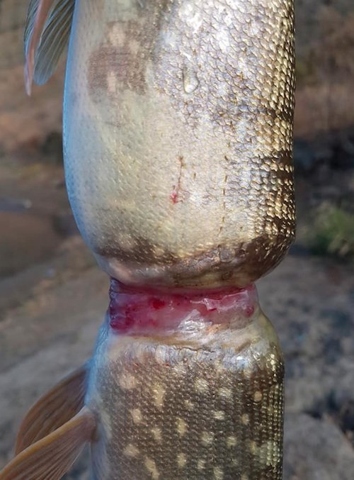 Peixe cresce deformado por anel de plástico que ficou preso à volta do corpo