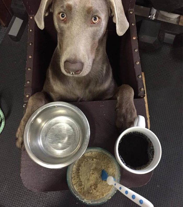 Esta cadela tem que comer numa &#8220;cadeira de bebé&#8221;, e as fotografias são adoráveis