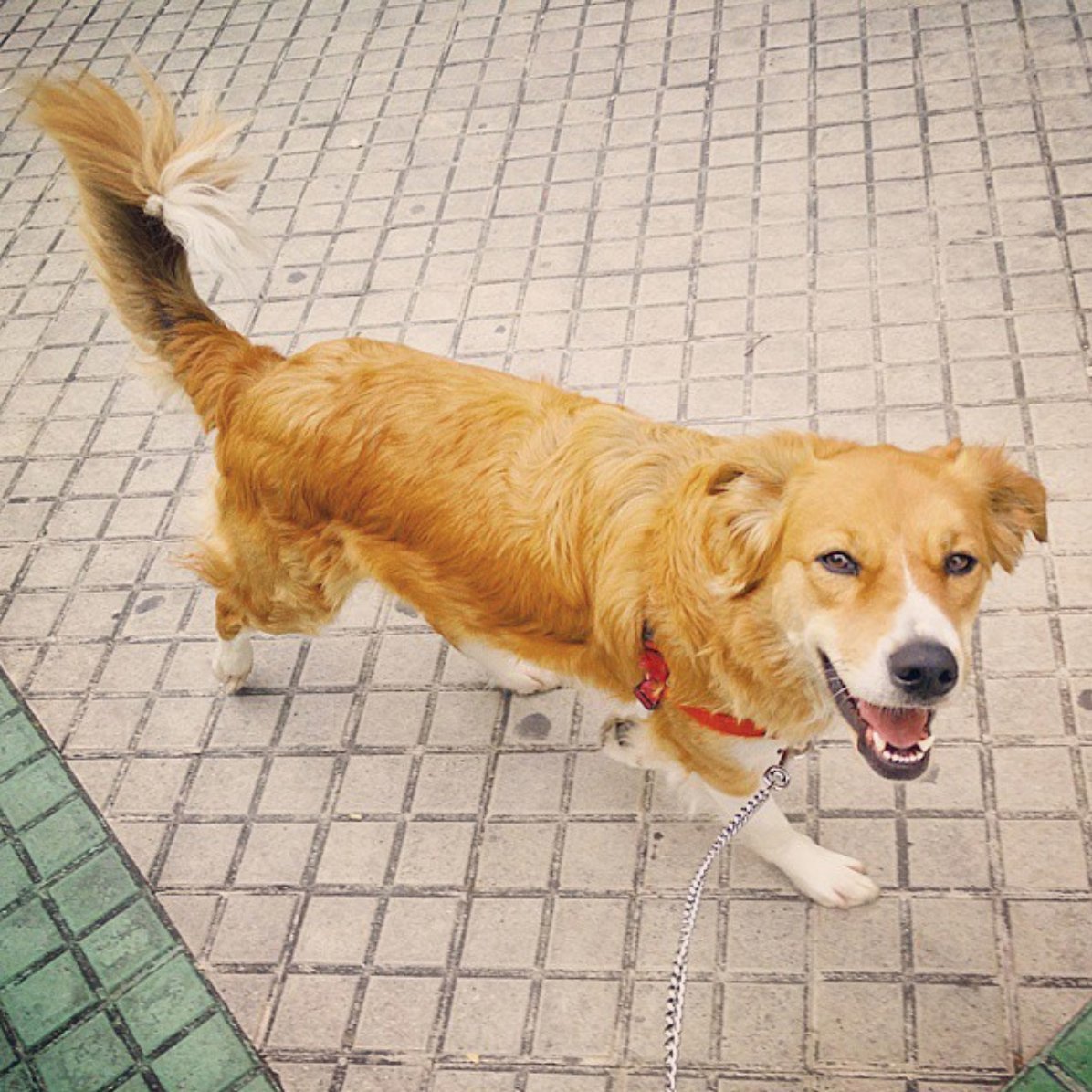 Maya, a cadela que morreu envenenada num jardim público, e emocionou os espanhóis