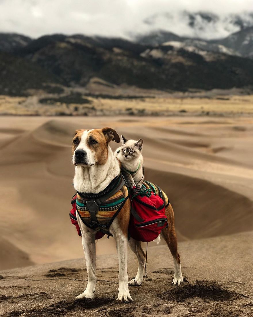 Cão e gato viajam com a dona, e as fotografias derretem o Instagram