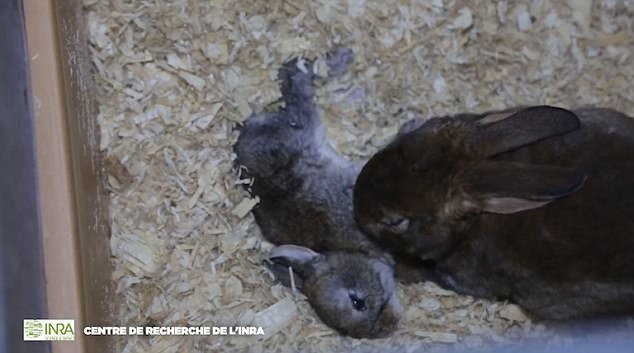 Vídeo chocante mostra como vivem (e morrem) os coelhos usados por marcas de luxo