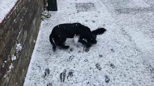 Cachorrinho comemora a chegada da neve, e o vídeo derrete qualquer um