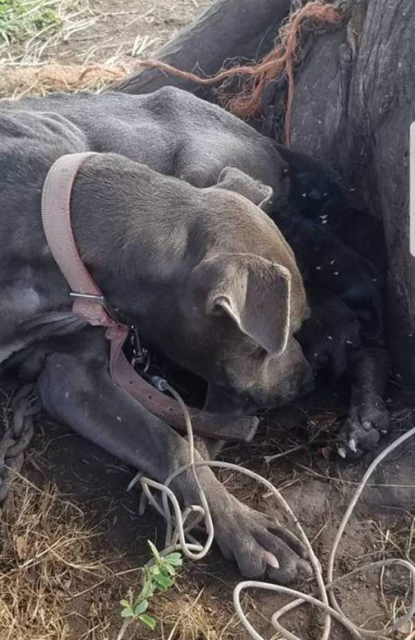 Cadela grávida, deixada amarrada a uma árvore, deu à luz 12 cachorrinhos apesar do sofrimento
